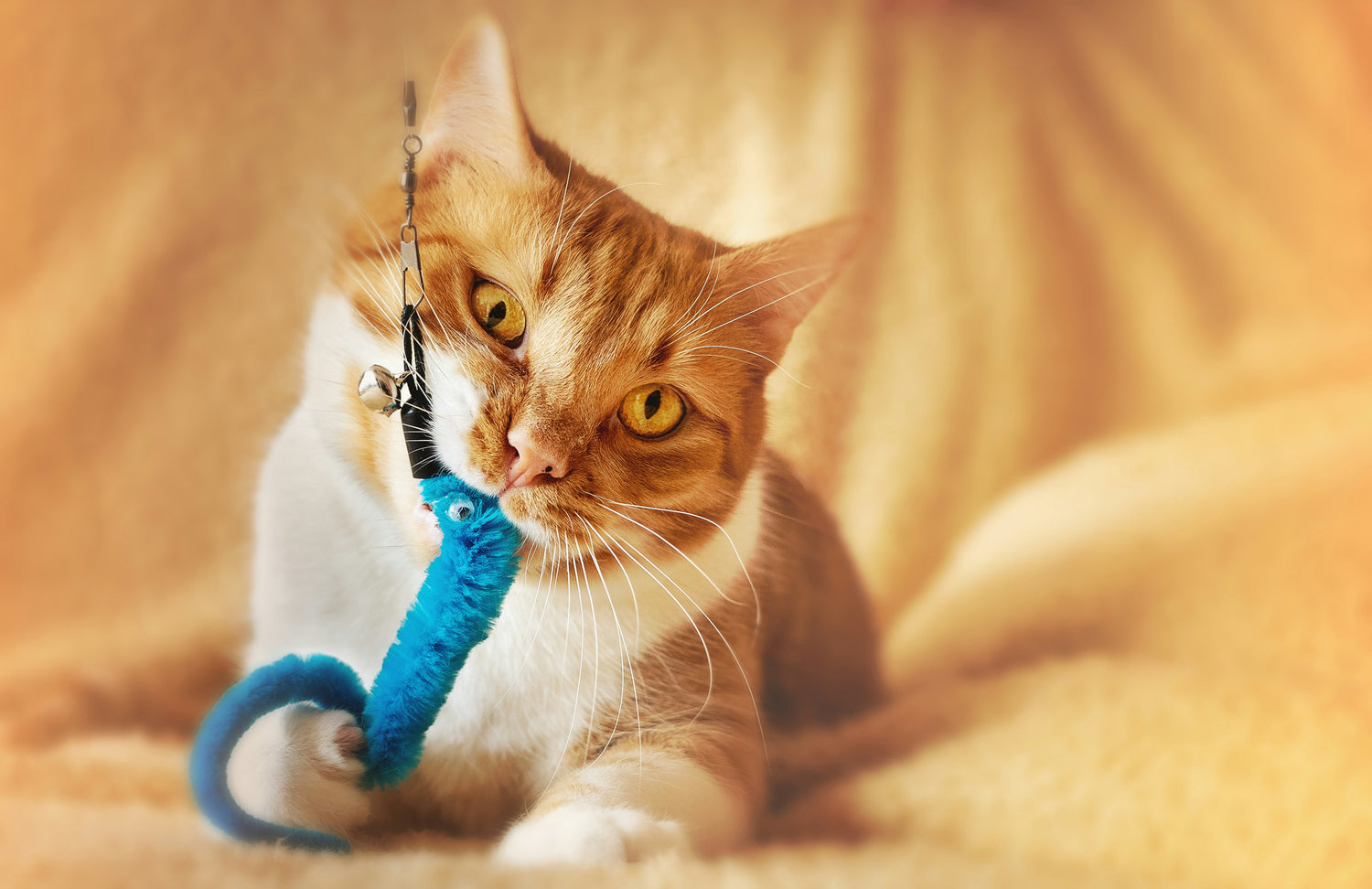 Cat Toys & Enrichment