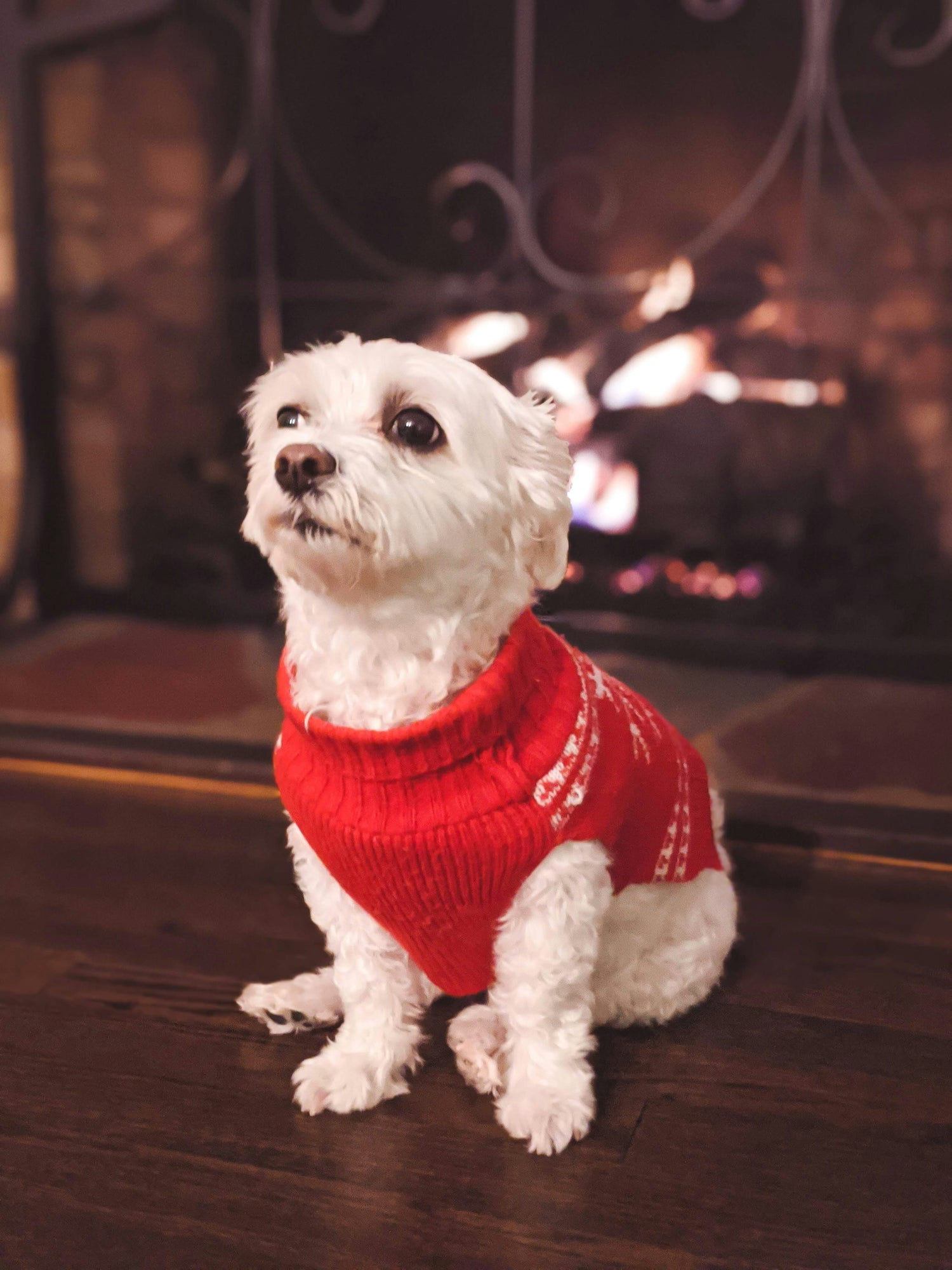 Pet Clothing / Apparel