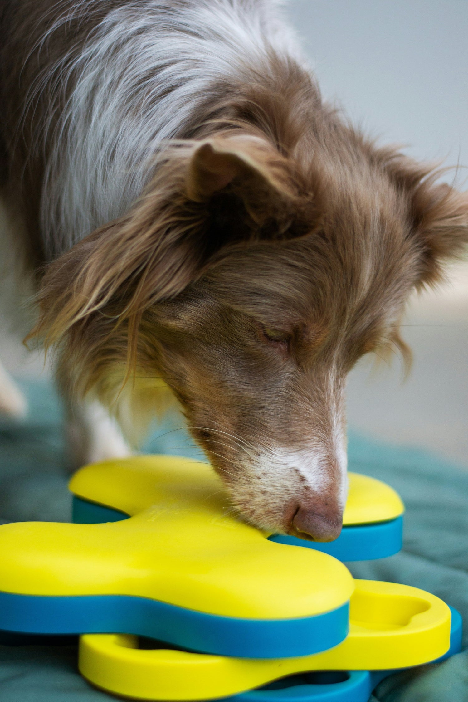 Training & Enrichment