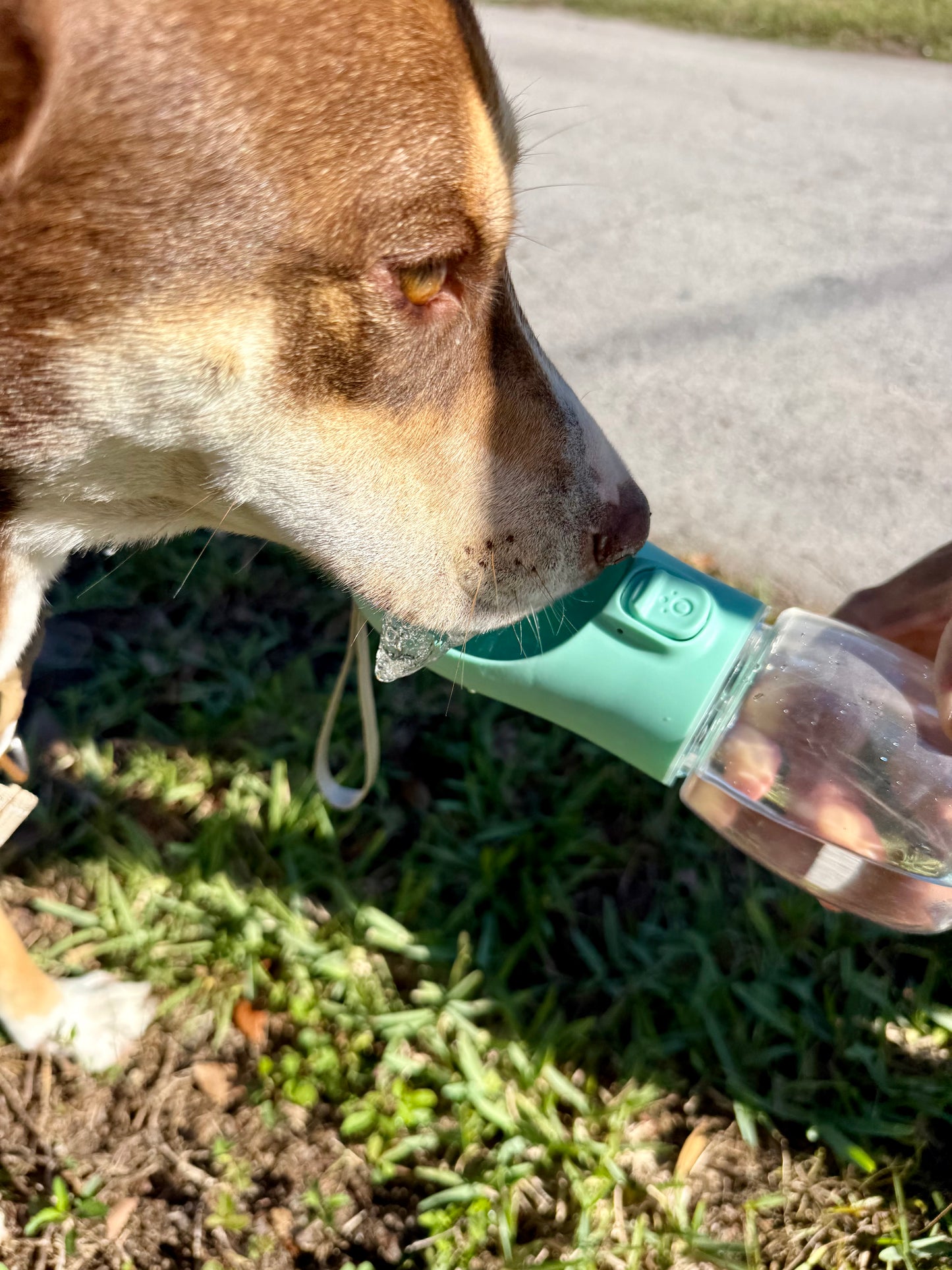 Petfinity™ Premium Leak-Proof Portable Travel Dog Bottle